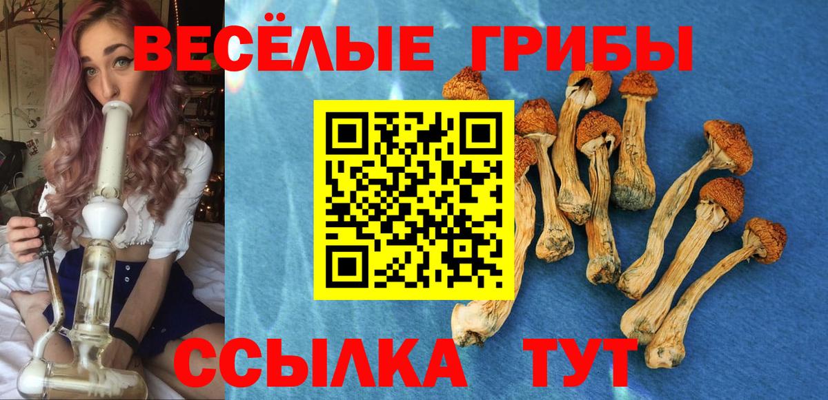 Псилоцибиновые грибы Psilocybine cubensis Тверь